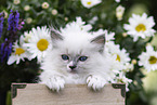 Ragdoll kitten