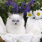 Ragdoll kitten