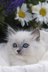 Ragdoll kitten