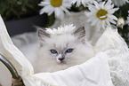 Ragdoll kitten