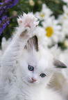 Ragdoll kitten