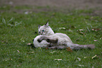 plying Ragdoll