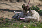 plying Ragdoll