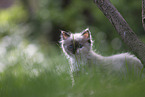 Ragdoll kitten