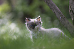 Ragdoll kitten