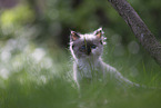 Ragdoll kitten