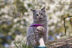 plying Ragdoll