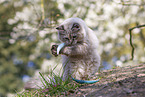 plying Ragdoll