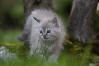 Ragdoll kitten