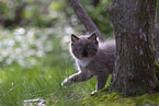 Ragdoll kitten