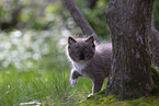 Ragdoll kitten