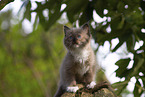 Ragdoll kitten