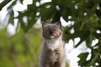 Ragdoll kitten