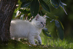 Ragdoll kitten