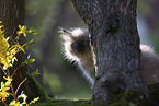 Ragdoll kitten