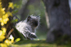 Ragdoll kitten