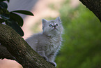 Ragdoll kitten