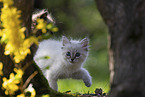 Ragdoll kitten