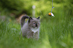 plying Ragdoll