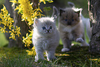Ragdoll kitten