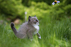 plying Ragdoll