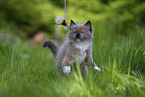 plying Ragdoll