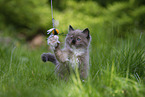 plying Ragdoll