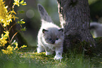Ragdoll kitten