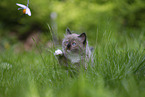 plying Ragdoll