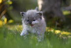 Ragdoll kitten