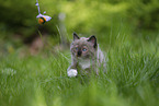 plying Ragdoll