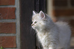 Ragdoll kitten