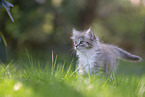 Ragdoll kitten