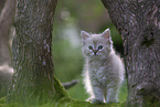 Ragdoll kitten