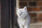 Ragdoll kitten