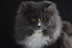 grey-and-white Ragdoll