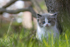 Ragdoll kitten