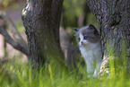 Ragdoll kitten