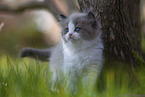 Ragdoll kitten