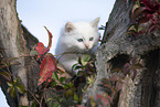 red-point Ragdoll kitten