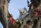 red-point Ragdoll kitten