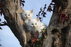 red-point Ragdoll kitten