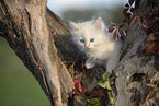 red-point Ragdoll kitten