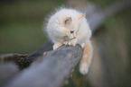 red-point Ragdoll kitten