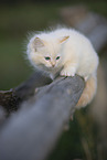 red-point Ragdoll kitten