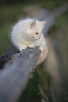 red-point Ragdoll kitten