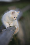 red-point Ragdoll kitten