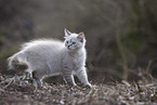 Ragdoll kitten