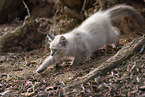 Ragdoll kitten