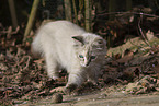 Ragdoll kitten